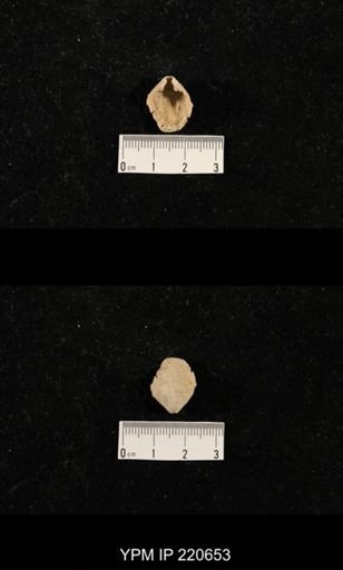 Dielasma sp.