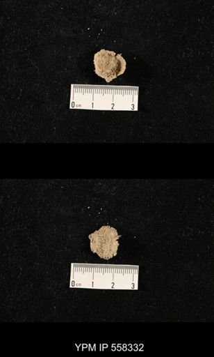 Echinosteges sp.