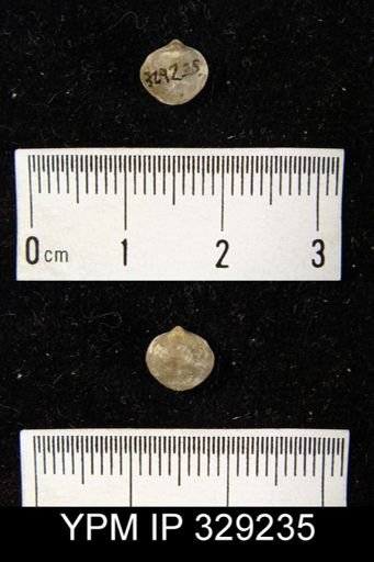 Nucleospira concinna