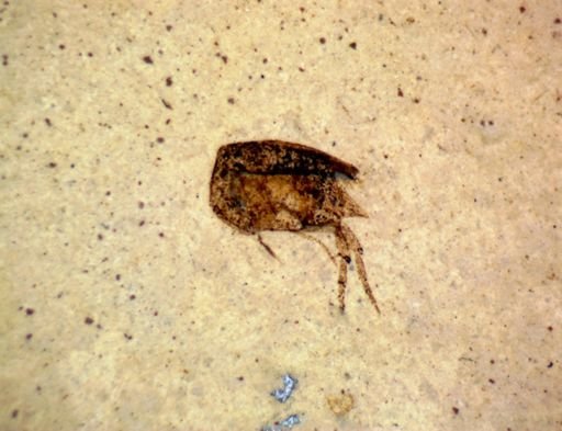 undet. Hexapoda