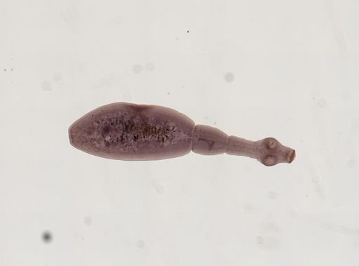Echinococcus granulosus