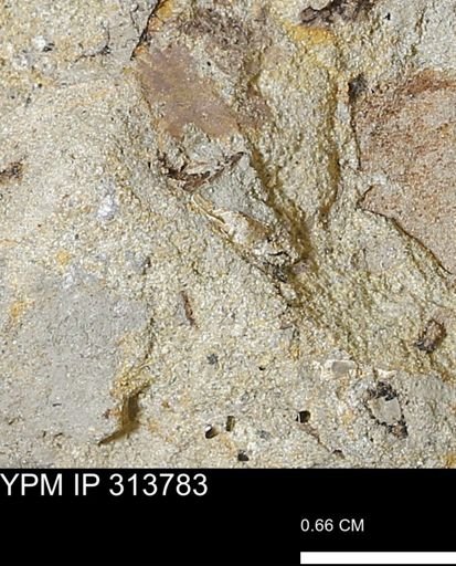 undet. Mollusca