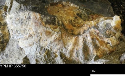 undet. Scaphitidae