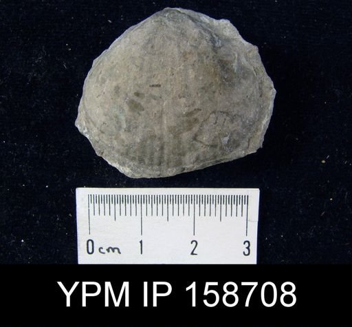 Parastrophia lenticularis