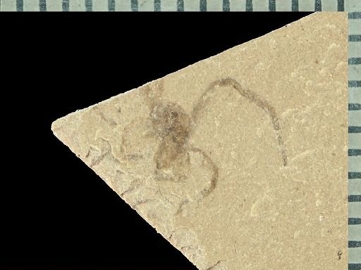 undet. Arachnida