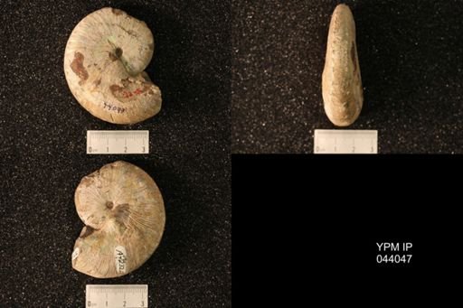 Hoploscaphites nicolletii