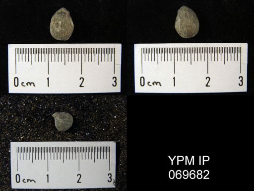 Catazyga anticostiensis