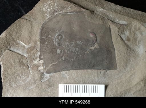 Eurypterus