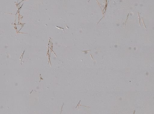 Halichondria panicea