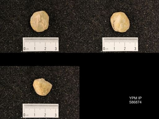 Rhynchotrema capax