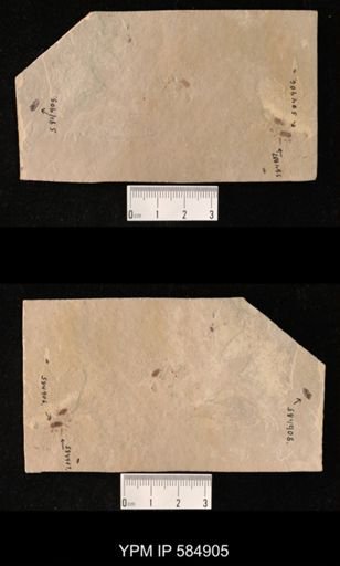 undet. Coleoptera
