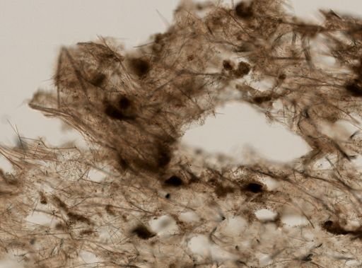 Halichondria panicea