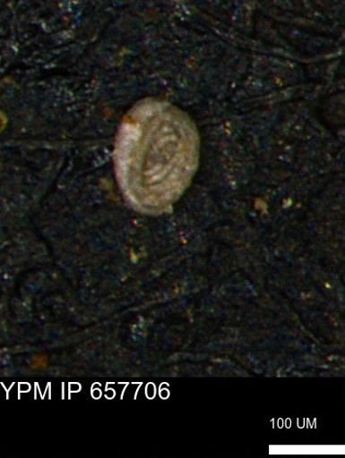 Spirolocammina subcircularis