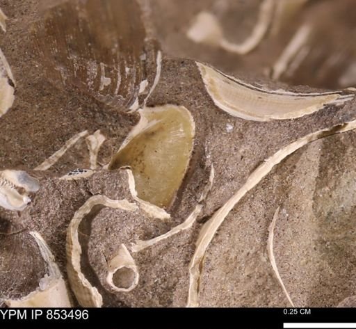 Limopsis? striatopunctatus
