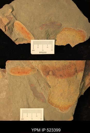 undet. Porifera