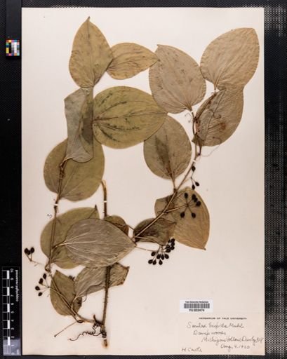 Smilax hispida
