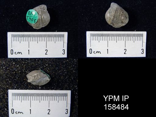 Rhynchonella glacialis