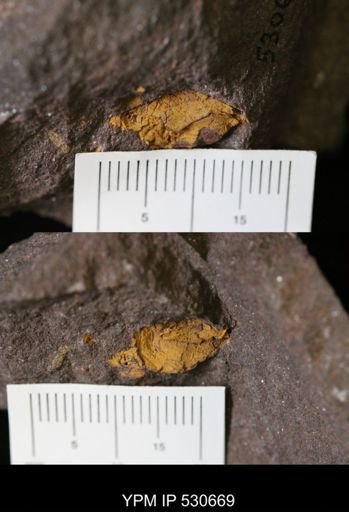 undet. Stylophora