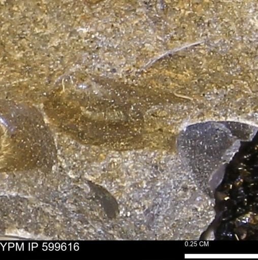 Protocardia subquadrata