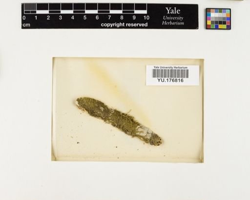 Plantae
