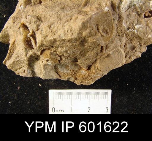 Diaphragmus tenuicostiformus