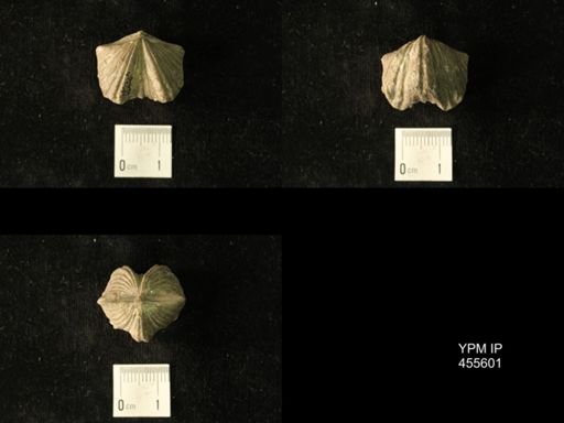 Platystrophia laticosta