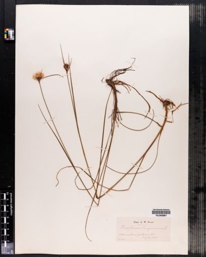 Eriophorum virginicum