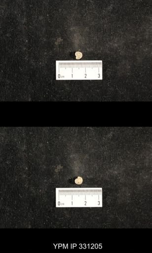 Euphemites sp.
