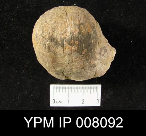 Dictyoclostus sp.