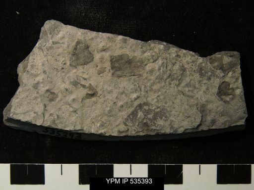 undet. Eurypterida