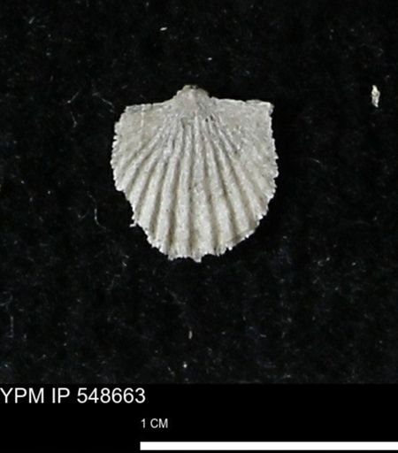 Strophodonta?