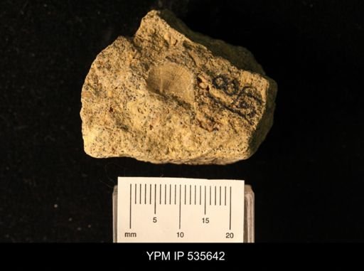 Owenella cf. antiquata