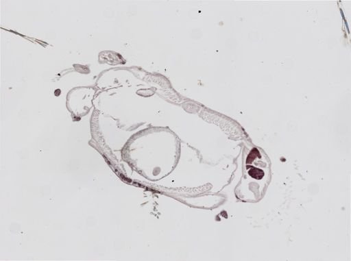 Odontosyllis enopla