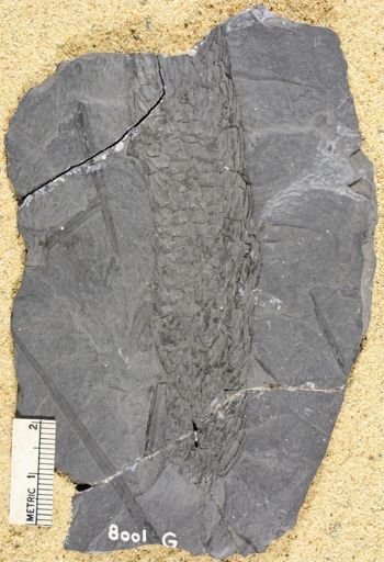 Lepidostrobus variabilis