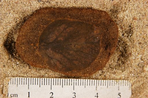 Populus kansaseana
