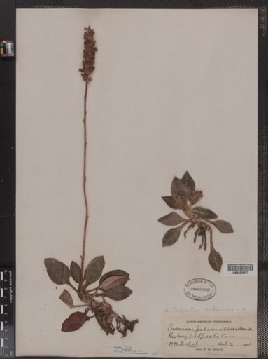 Peramium pubescens