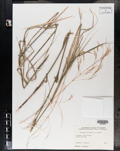 Plantae