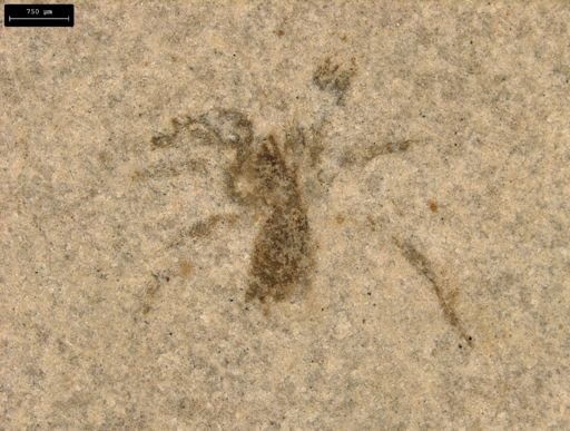 undet. Araneida