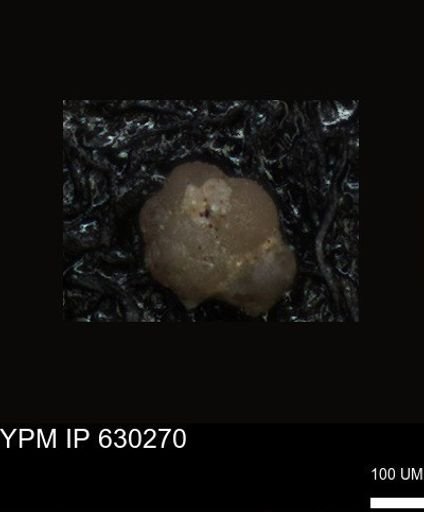 undet. Foraminiferida