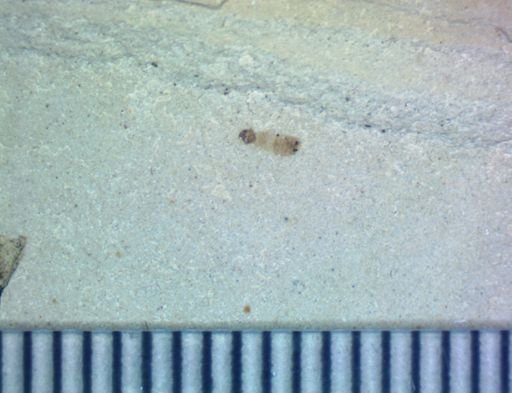 undet. Hexapoda