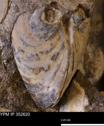 undet. Bivalvia