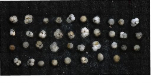 Globorotalia menardii