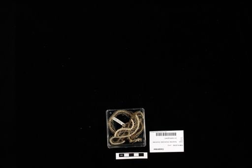 Colubridae