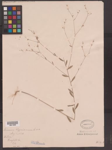 Linum virginianum