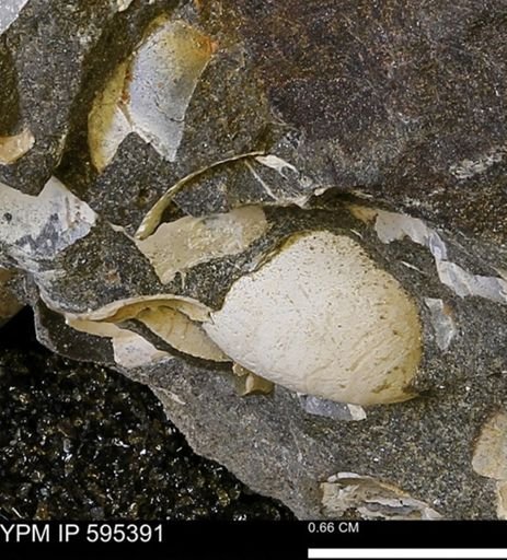 Protocardia sp.