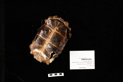 Kinixys erosa
