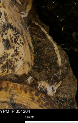 undet. Bivalvia