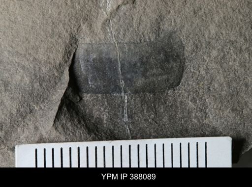 Erieopterus microphthalmus