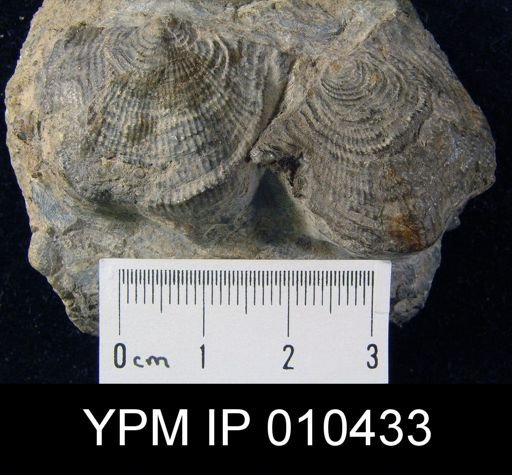 Leptaena analoga