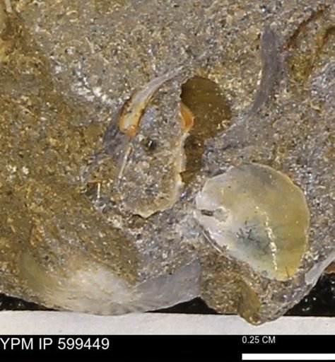 Protocardia subquadrata